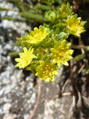 Ivesia pygmaea