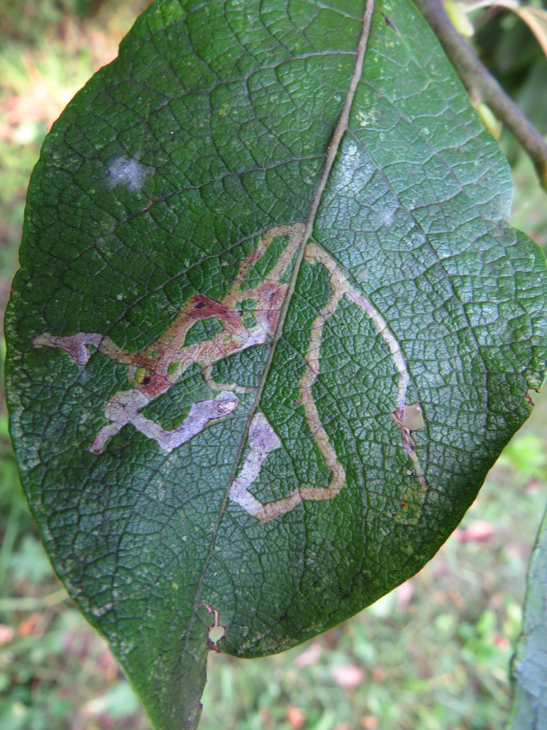Aulagromyza fulvicornis