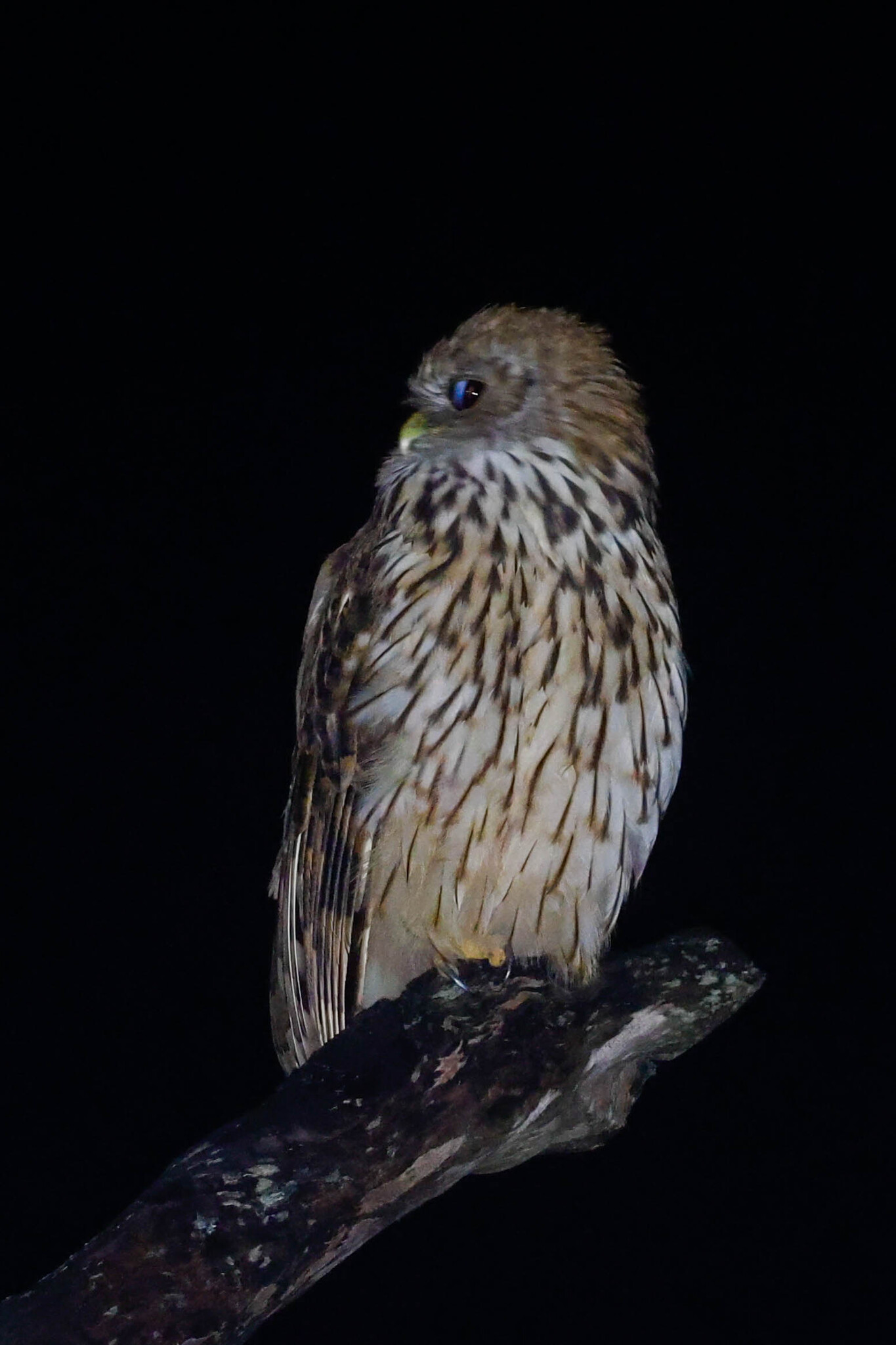 Vermiculated Fishing Owl (Scotopelia bouvieri), photo 2