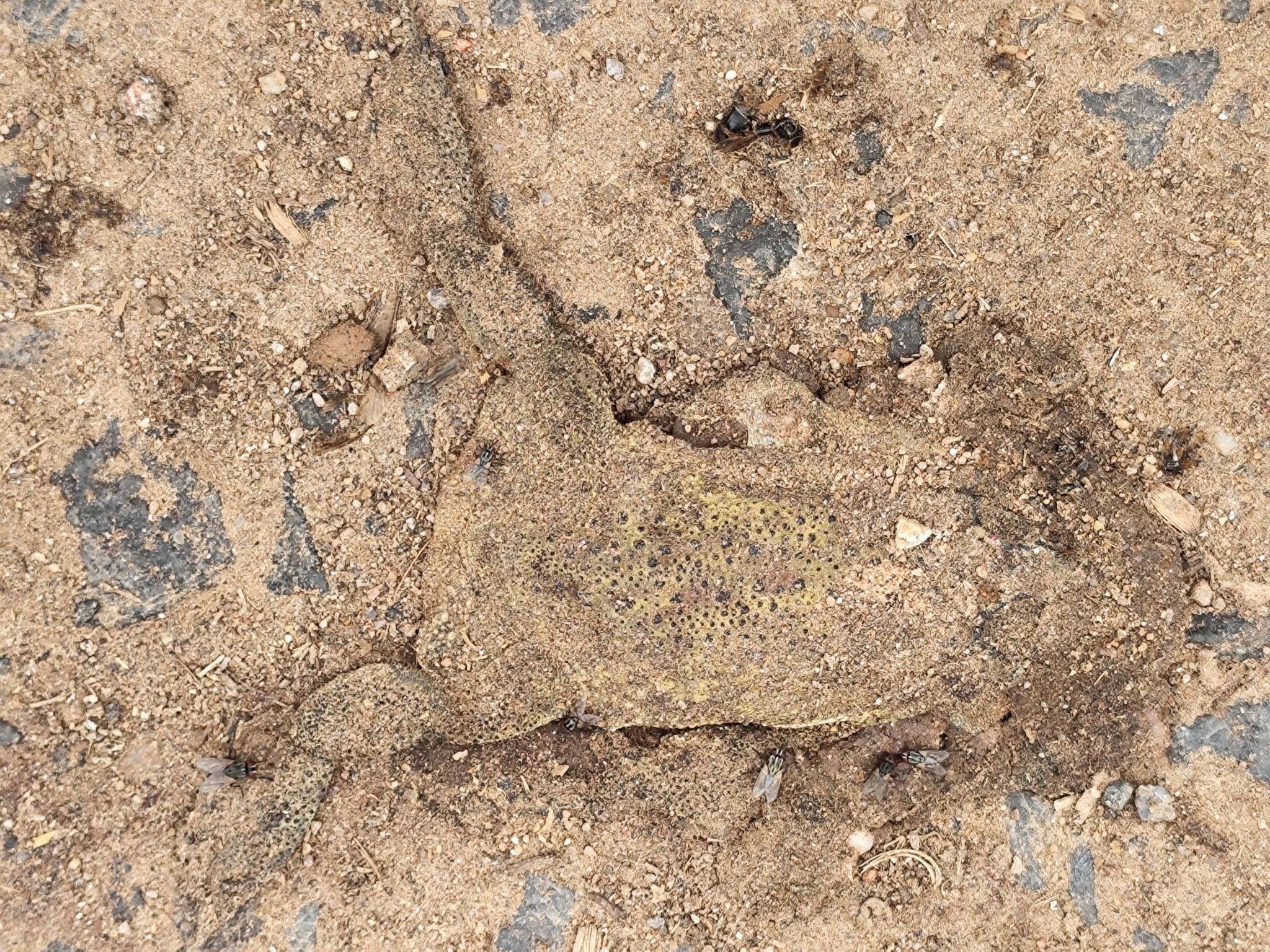 Indian Common True Toad