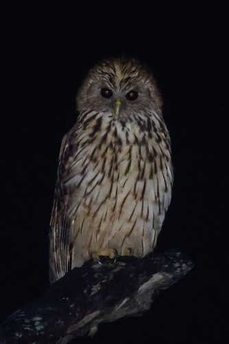 Vermiculated Fishing Owl (Scotopelia bouvieri)