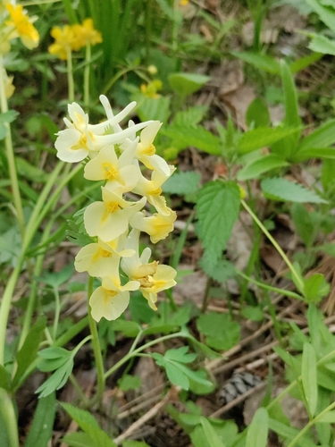 Large-bracted corydalis (Corydalis bracteata)
