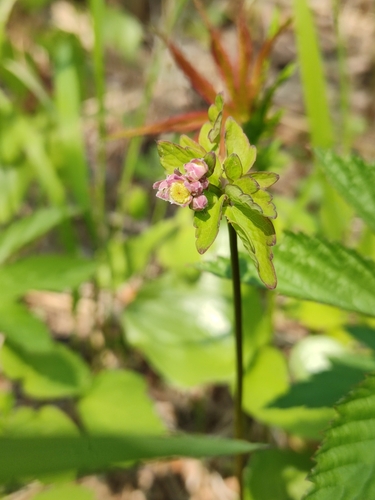 Thalictrum tuberiferum iNat (2)