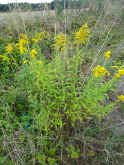 Solidago canadensis
