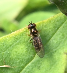 Platycheirus scutatus