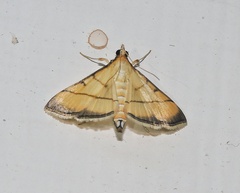 Cnaphalocrocis rutilalis