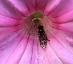 Platycheirus scutatus