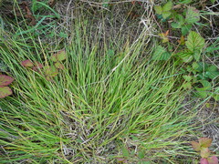 Carex spicata
