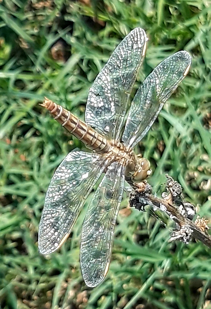 Ditch Jewel