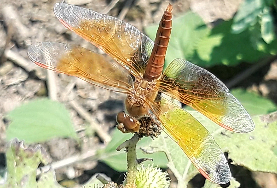 Ditch Jewel
