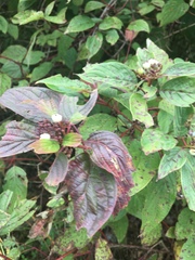Cornus sericea
