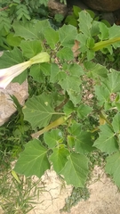 Datura stramonium