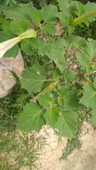 Datura stramonium