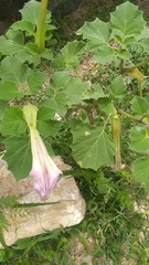 Datura stramonium