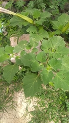 Datura stramonium