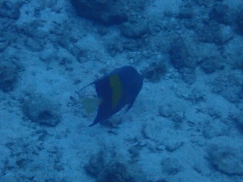 Halfmoon angelfish (Pomacanthus maculosus) — Pomacanthidae