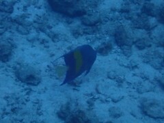 Halfmoon Angelfish