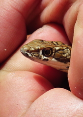 Karoo Sand Snake photo 5