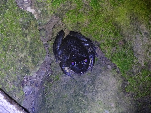 Taiwanese Frog, Hoplobatrachus chinensis