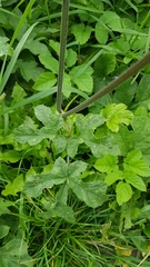 Tordylieae