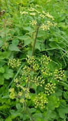 Tordylieae