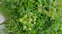Tordylieae
