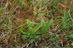 Platanthera hyperborea
