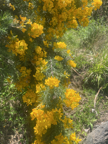 Flatpod (Adenocarpus decorticans)