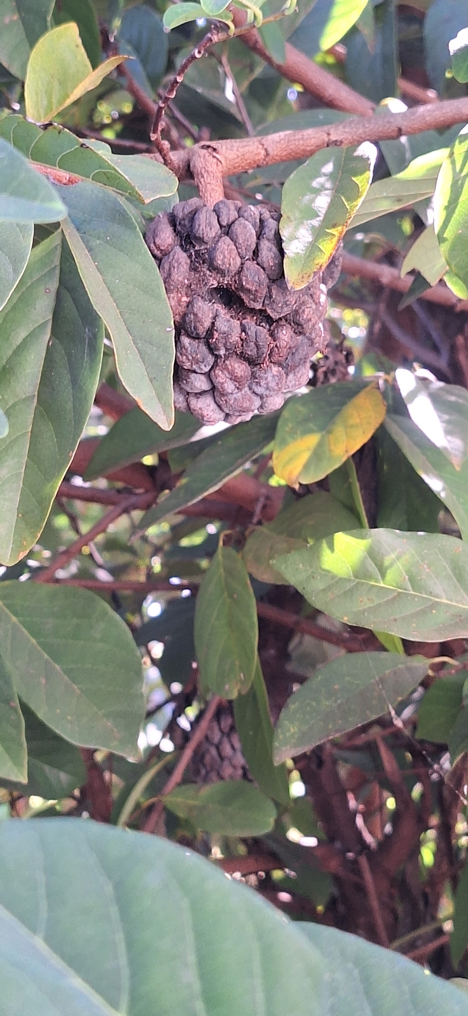 Annona squamosa