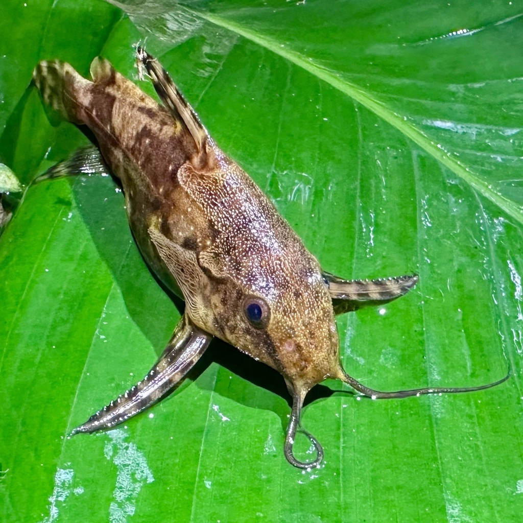 Bates' squeaker (Synodontis batesii) — Mochokidae