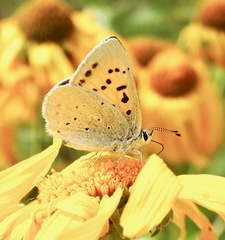 Tharsalea rubidus ferrisi