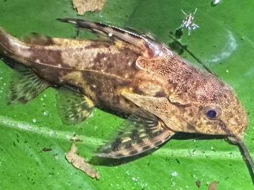 Bates' squeaker (Synodontis batesii) — Mochokidae — 2