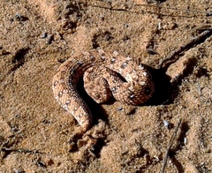 Bitis schneideri