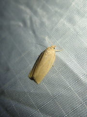 Clepsis clemensiana
