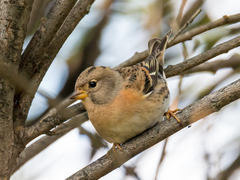 Brambling photo 4