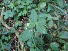 Impatiens parviflora