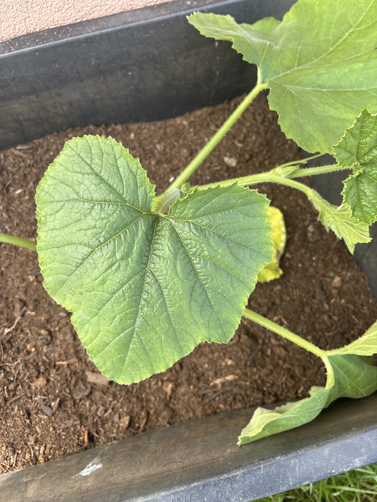 Cucurbita pepo