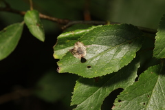 Stigmella plagicolella