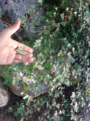 Acer glabrum