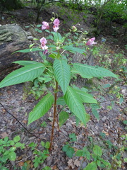 Impatiens glandulifera