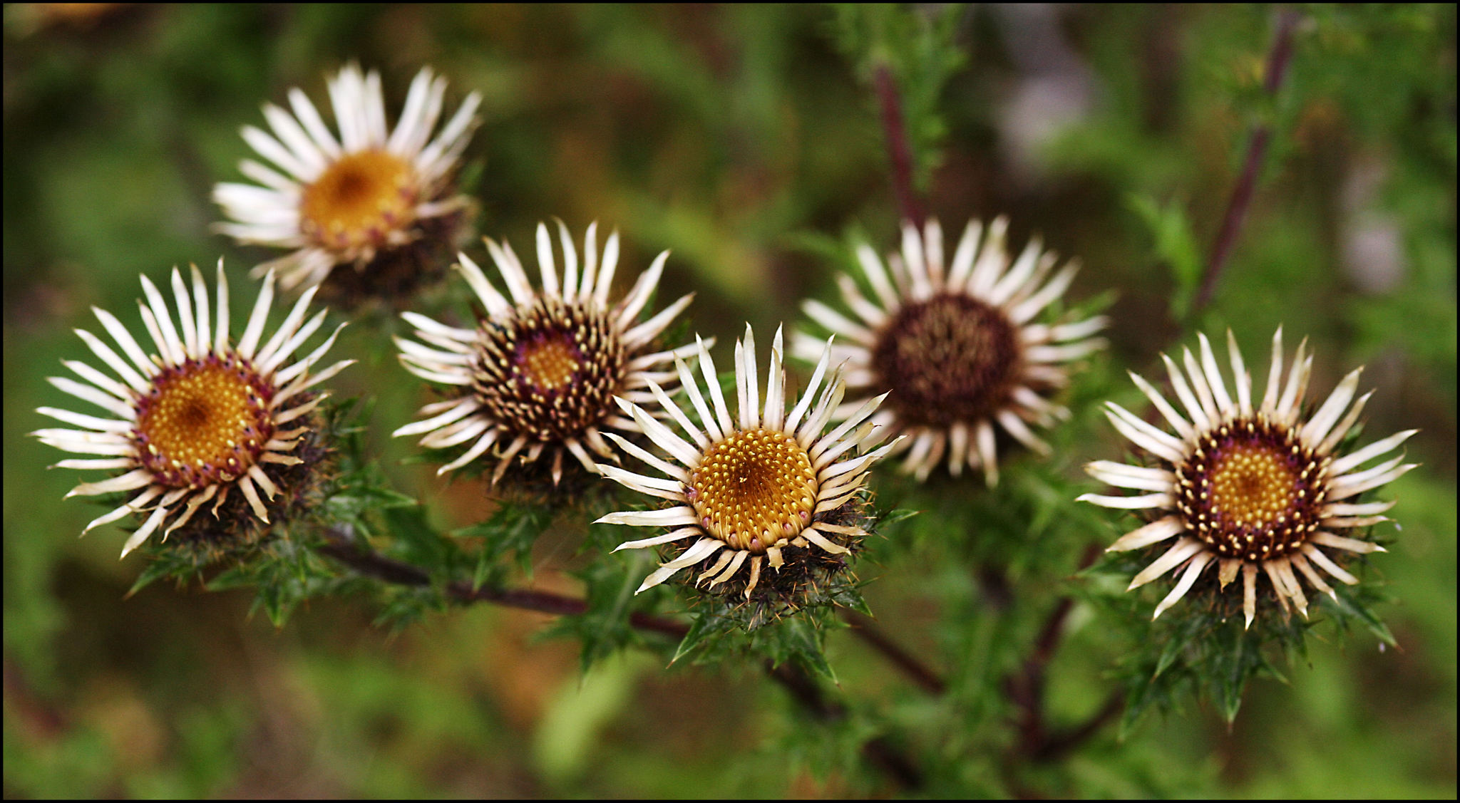 Carlina vulgaris