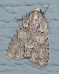 Acronicta exilis