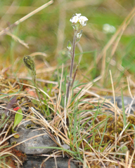 Draba norvegica