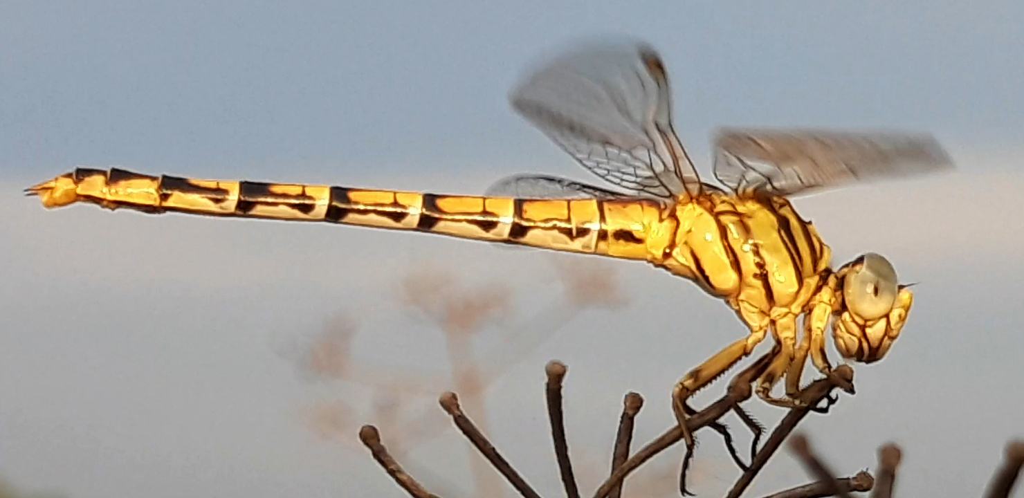 Lined Hooktail