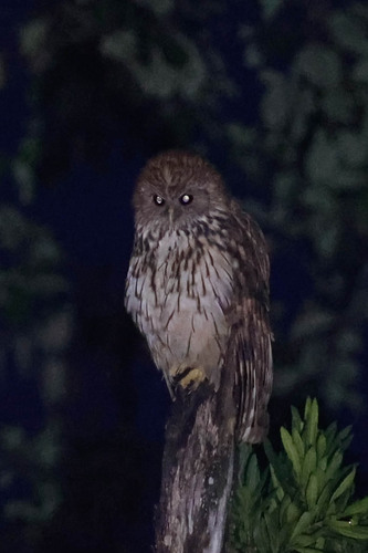 Vermiculated Fishing Owl (Scotopelia bouvieri), photo 7