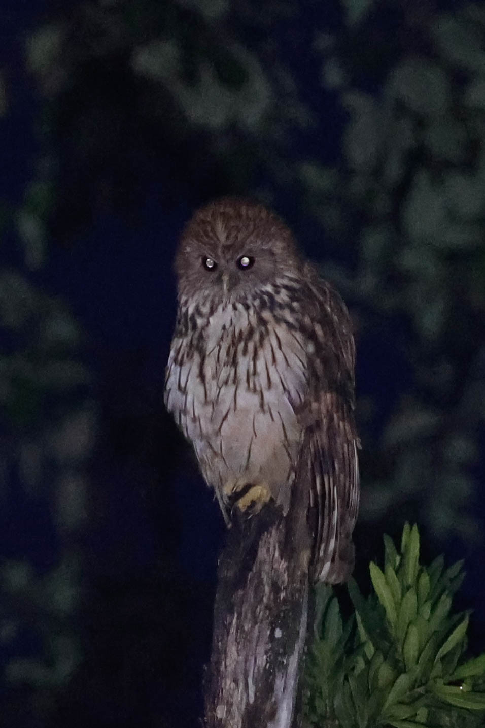 Vermiculated Fishing Owl (Scotopelia bouvieri), photo 3