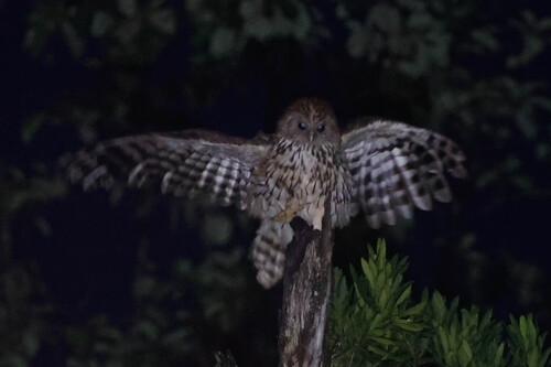 Vermiculated Fishing Owl (Scotopelia bouvieri), photo 4