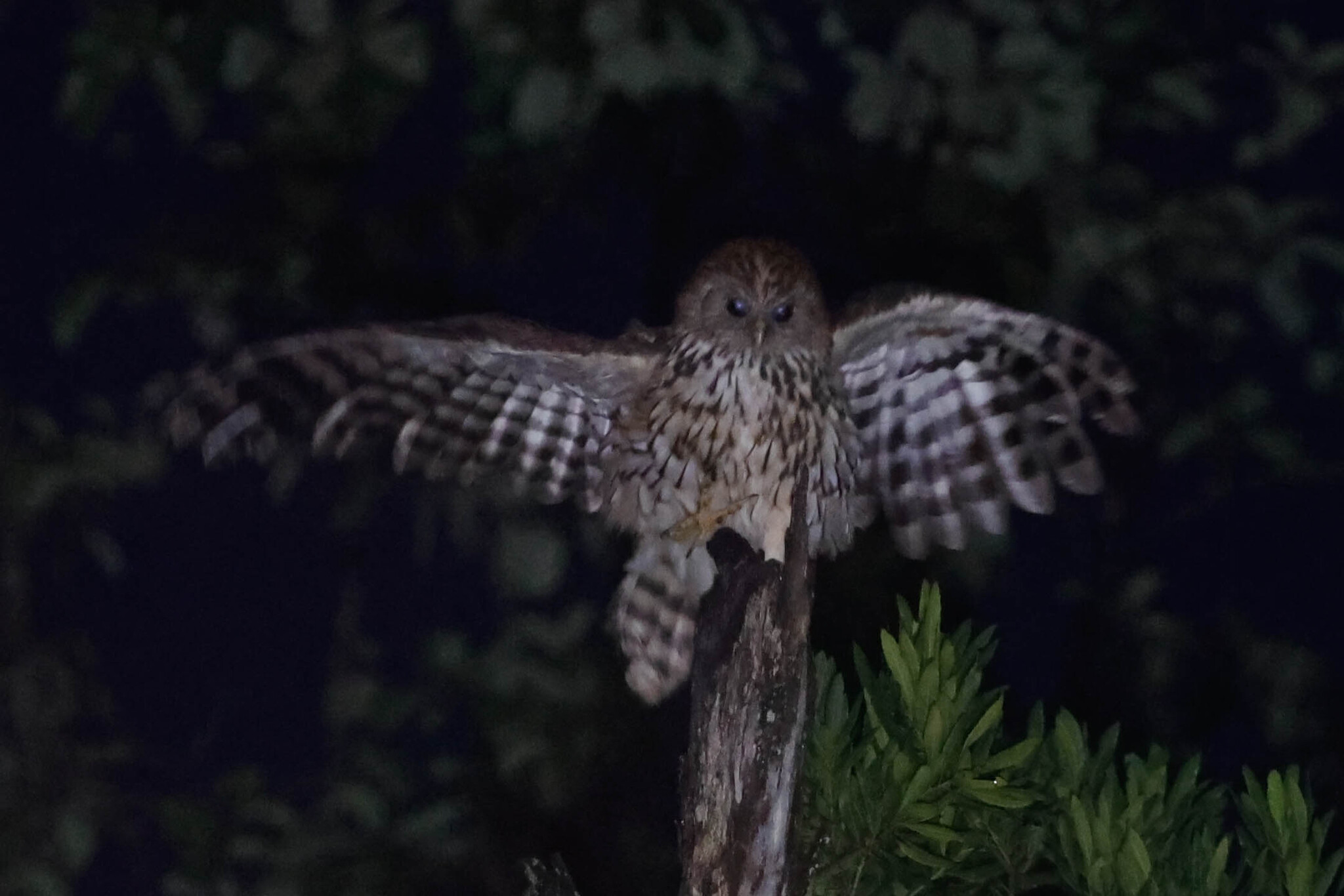 Vermiculated Fishing Owl (Scotopelia bouvieri), photo 4