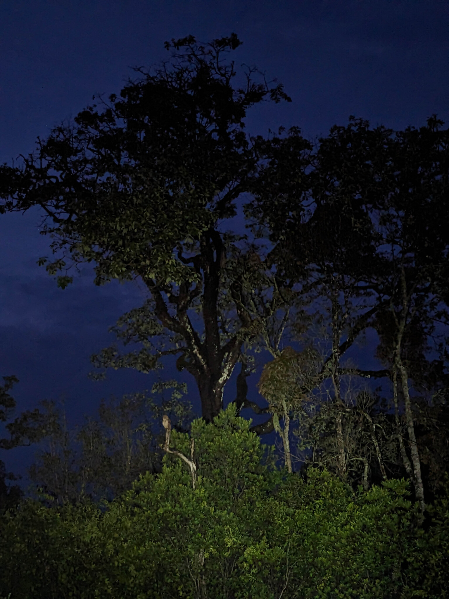 Vermiculated Fishing Owl (Scotopelia bouvieri), photo 5