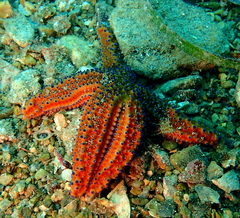 Uniophora